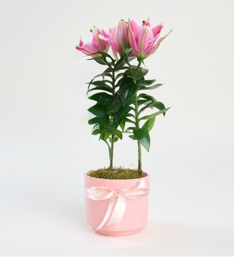  Pembe Beton Saksıda Pembe Lilyum
