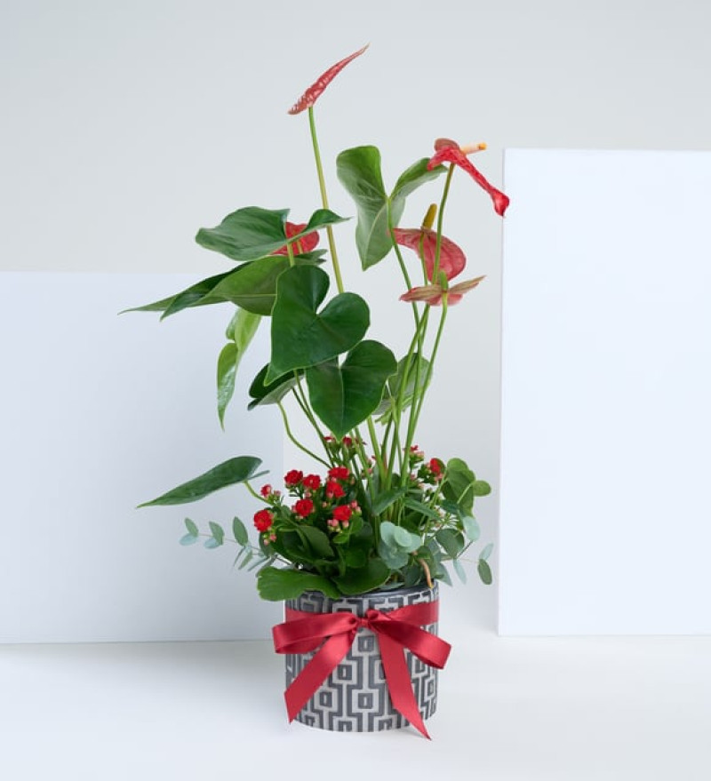 Kare Desenli Saksıda Antoryum ve Kırmızı Kalanchoe