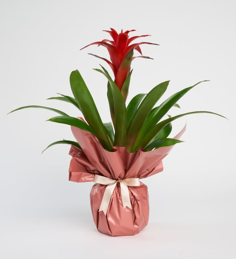 Buketli Beton Saksıda Guzmania